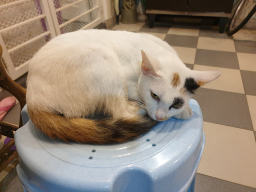 Rain Animal Centre