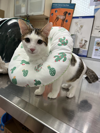 Right Angle Animal Clinic