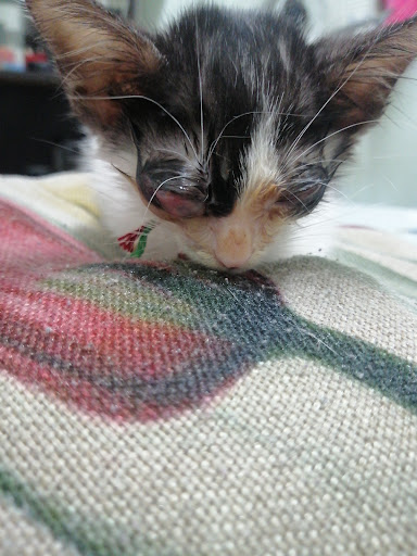 Ruby Pets Clinic