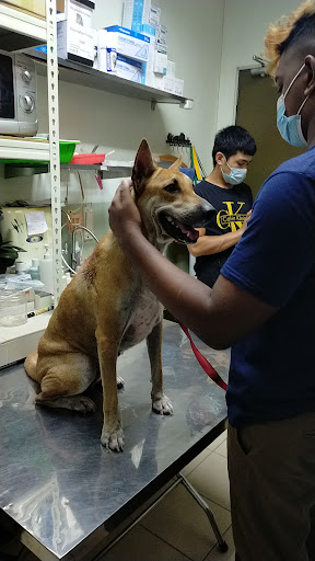 Setia Alam Veterinary Clinic & Surgery
