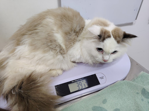 Totally Cat Veterinary Clinic