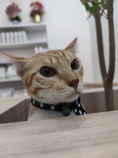 Vet Connect Animal Clinic