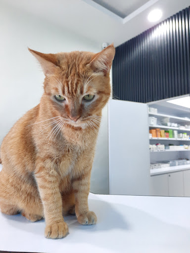 Vet For You Veterinary Clinic - Senawang