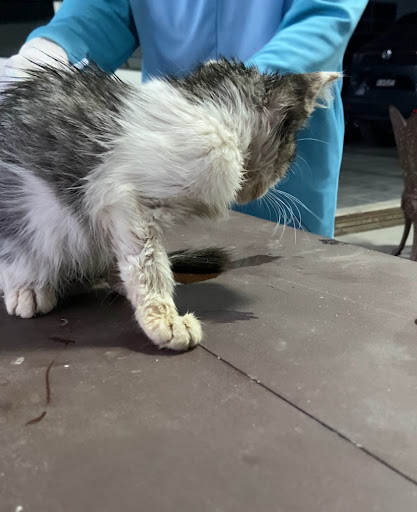 VET MOBILE PANTAS TO YOUR HOUSE KELANTAN
