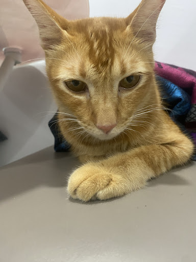Vet On Care Animal Clinic and Surgery