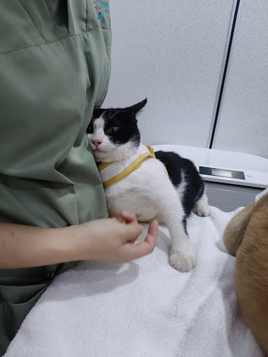 Vet Palms Animal Centre