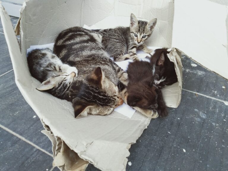 Veterinar Berhampiran Saya di Pasir Mas: Pilihan Terbaik untuk Kesihatan Haiwan Kesayangan Anda